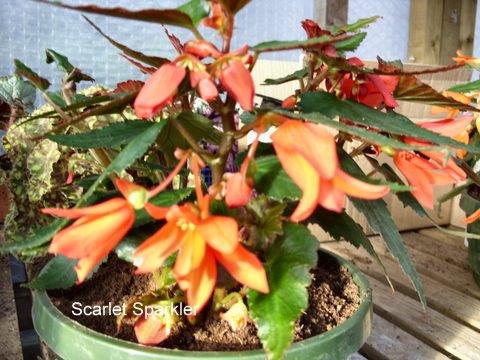 B. ‘Scarlet Sparkles’